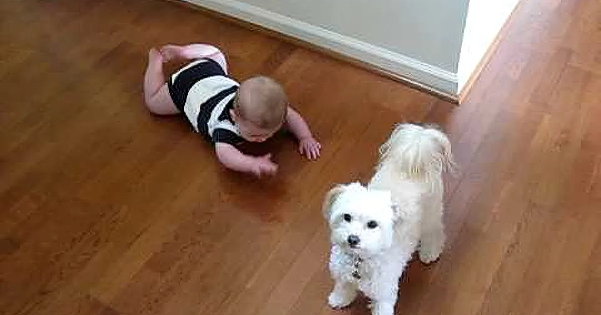 A baby in a striped outfit lies on a wooden floor, looking up at a small white dog.