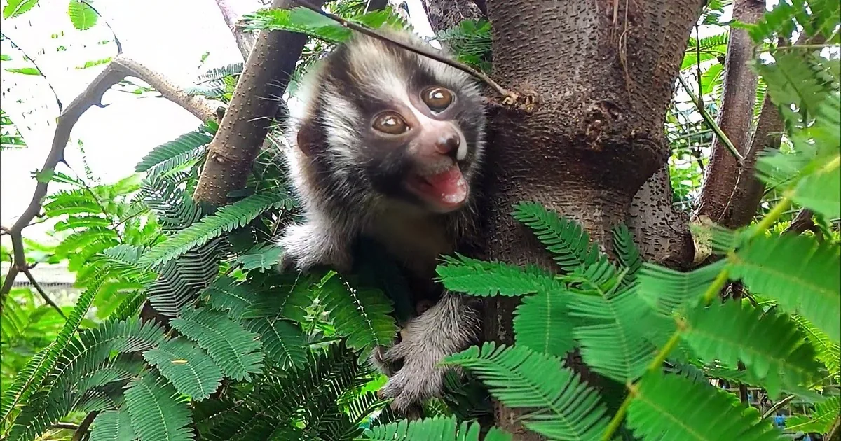 A curious baby monkey with a white face and black fur is peeking out from behind a tree trunk, surrounded by green leaves.