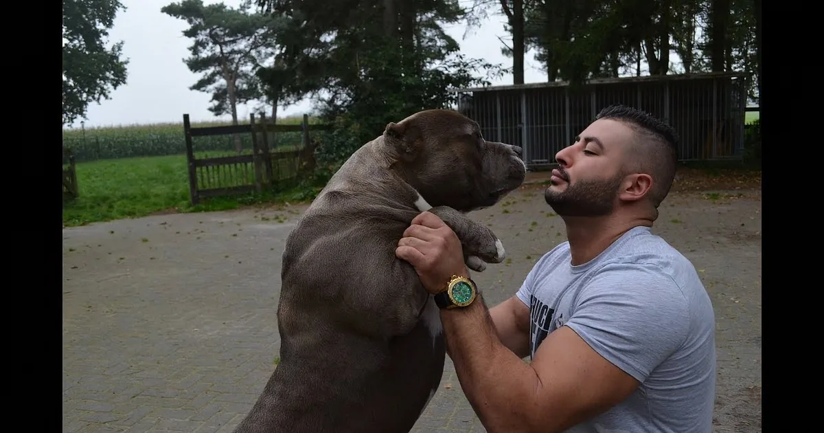 A man holds a large, muscular dog in a park setting with trees and a fence in the background.