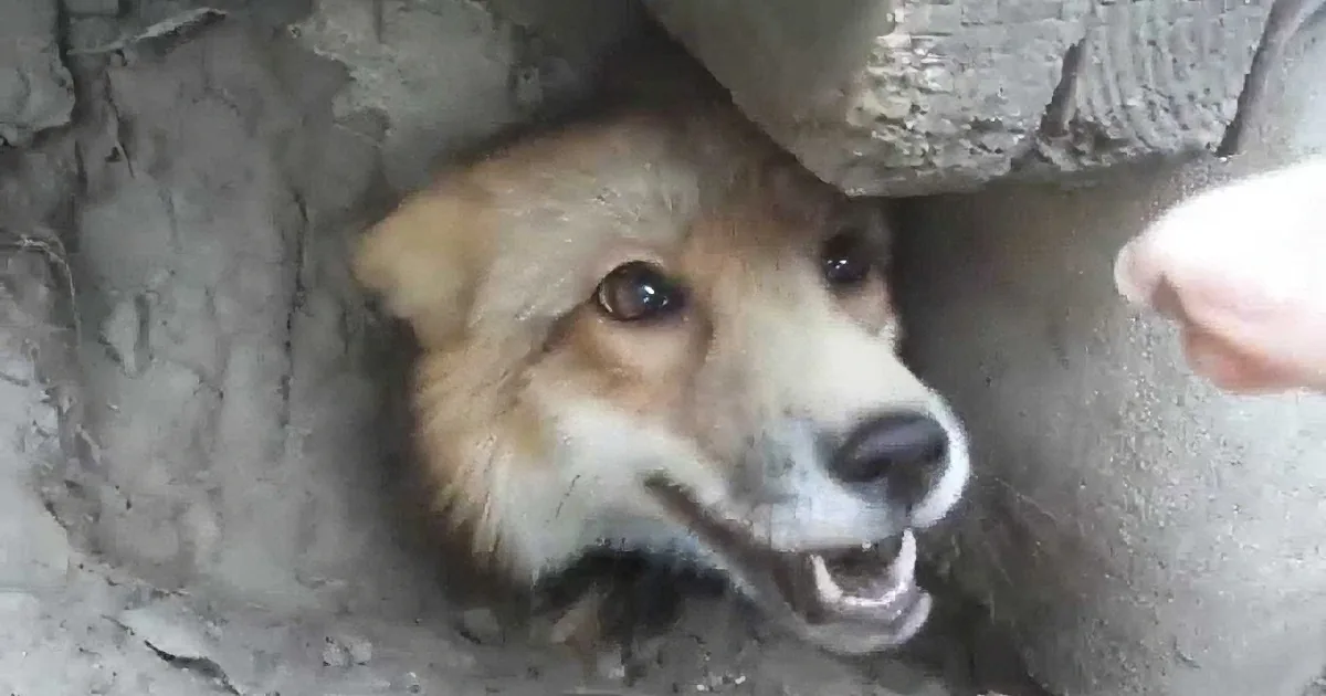 A dog with a concerned expression is peeking out from a concrete structure.