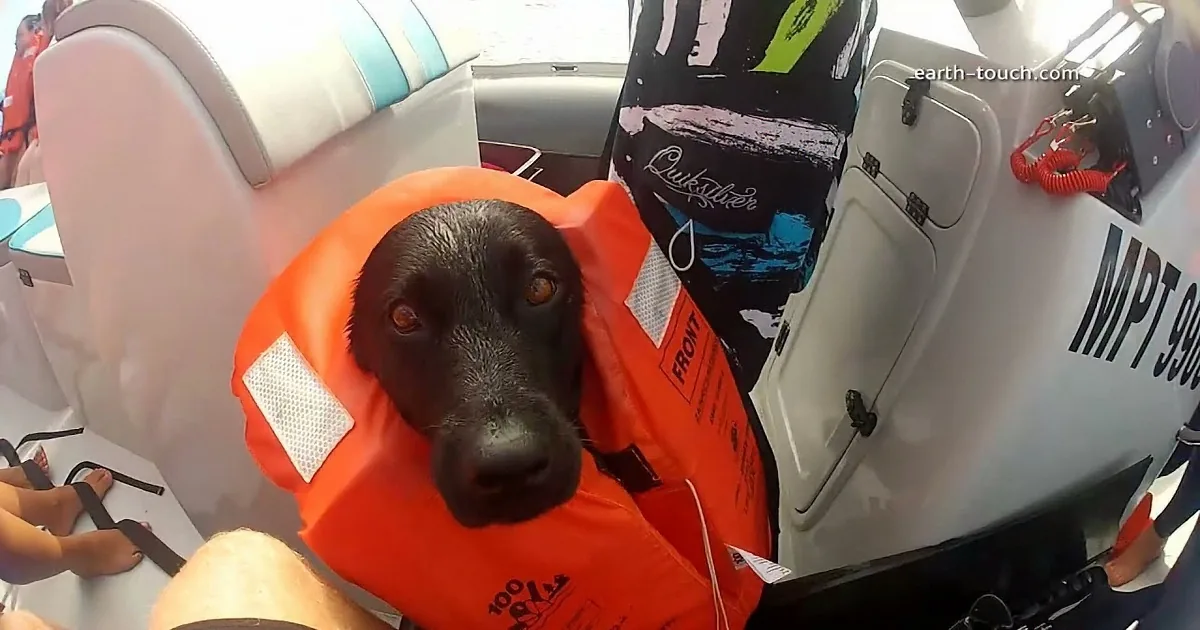 Dog Rides in Boat With Group of Divers. I Couldn''t Believe Who She Swam With.
