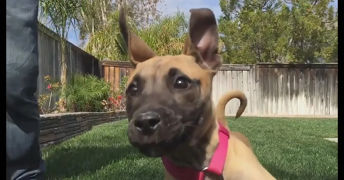Dog Races to Daddy to Greet Him. What Happened Next Made Me Howl With Laughter.