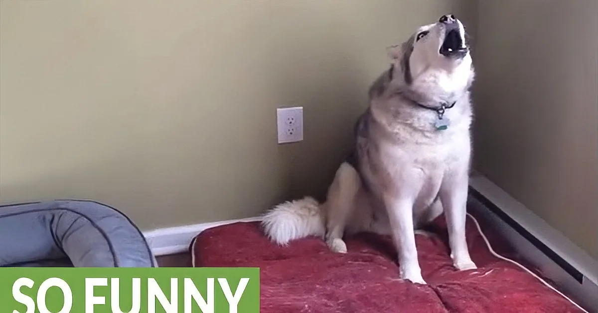 Mommy Tries to Get Husky to Go for Walk. His Protests Had Me Howling... With Laughter.