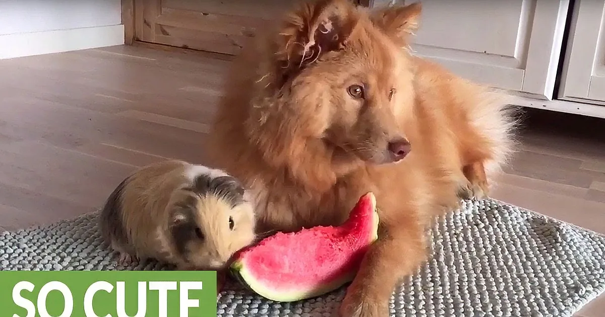 Dog and Guinea Pig Share a Summertime Meal Together. Their Expressions? Adorable.