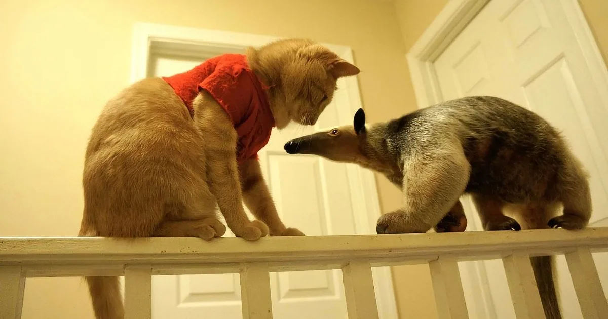 A cat wearing a red shirt and an anteater are facing each other on a white railing.