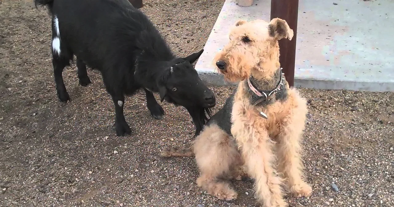 Goat Keeps Trying to Make Weird Advances on Dog. I Was Amazed at the Doggie's Patience.