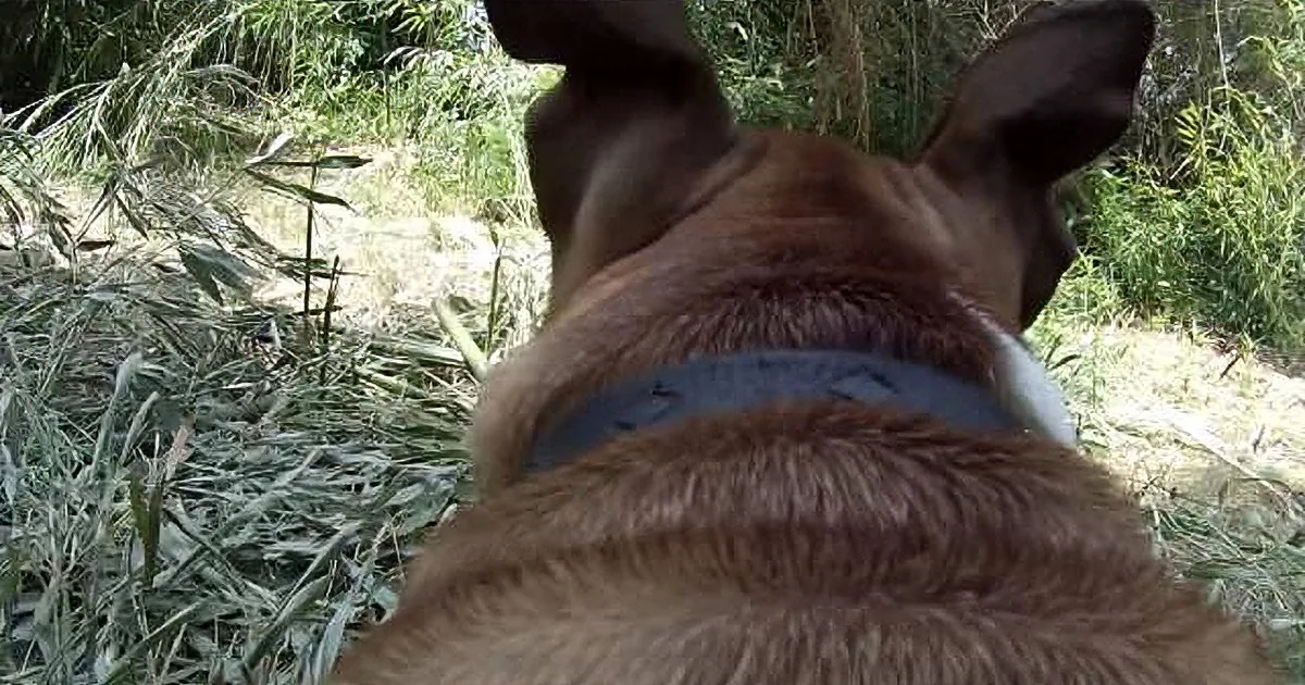 Pit Bull Runs Into Forest to Help Daddy Garden. I Couldn't Believe What He Did Next.