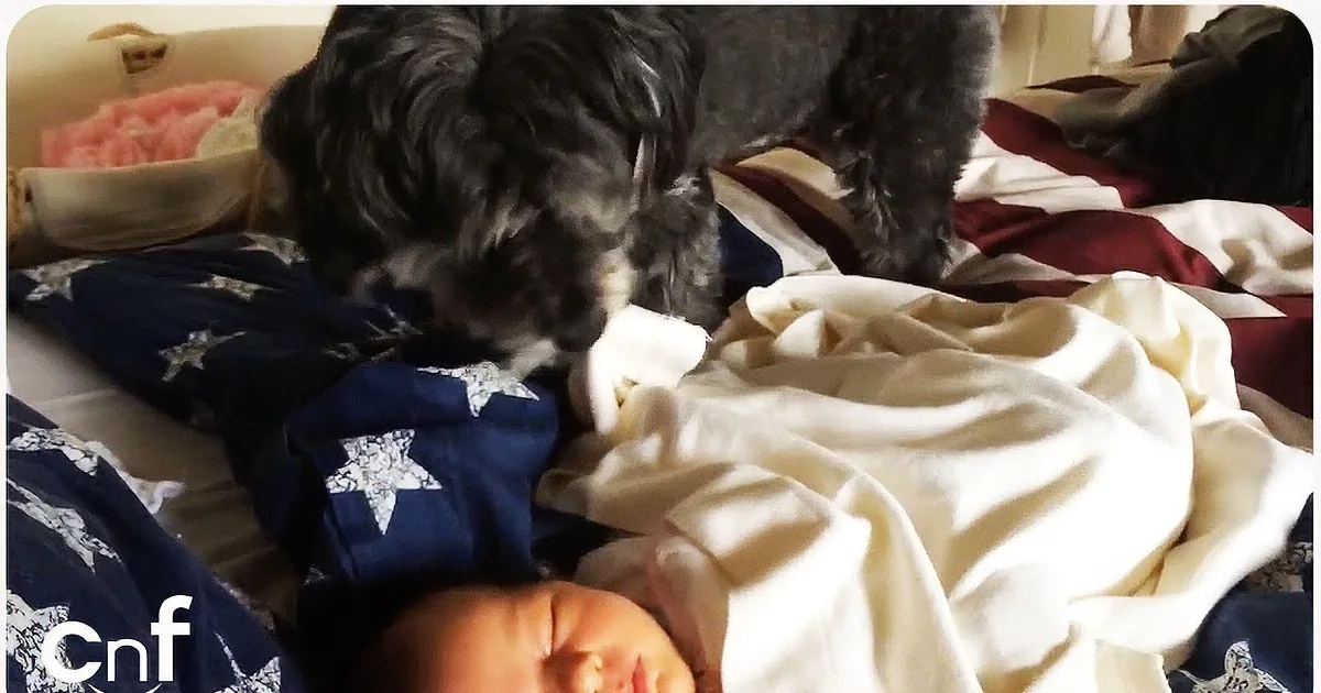 A black dog sniffs a newborn baby lying on a bed with a blue and white blanket.