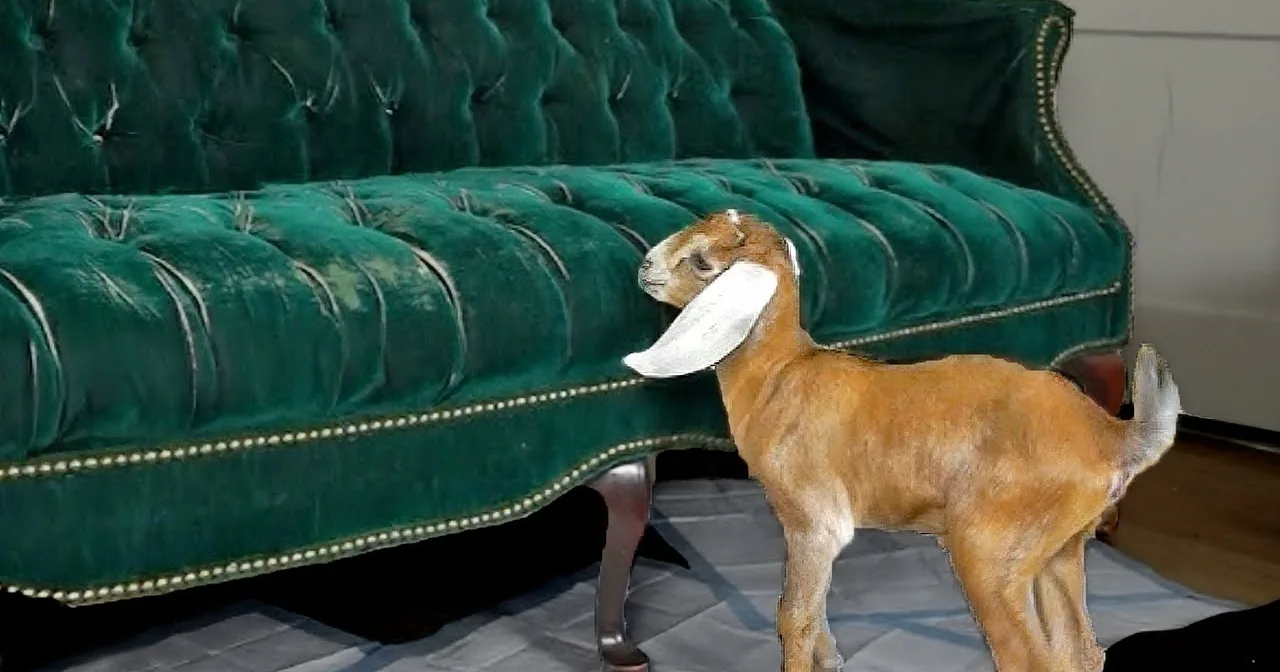 A small brown goat with large white ears stands near a green tufted couch.