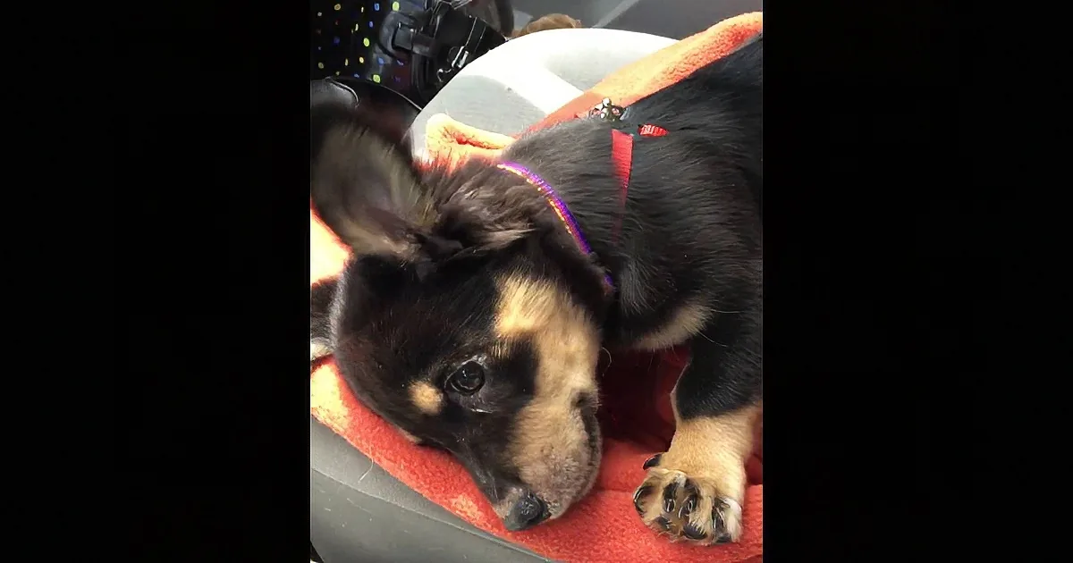 A black and tan puppy wearing a purple collar rests on a red blanket, looking down.