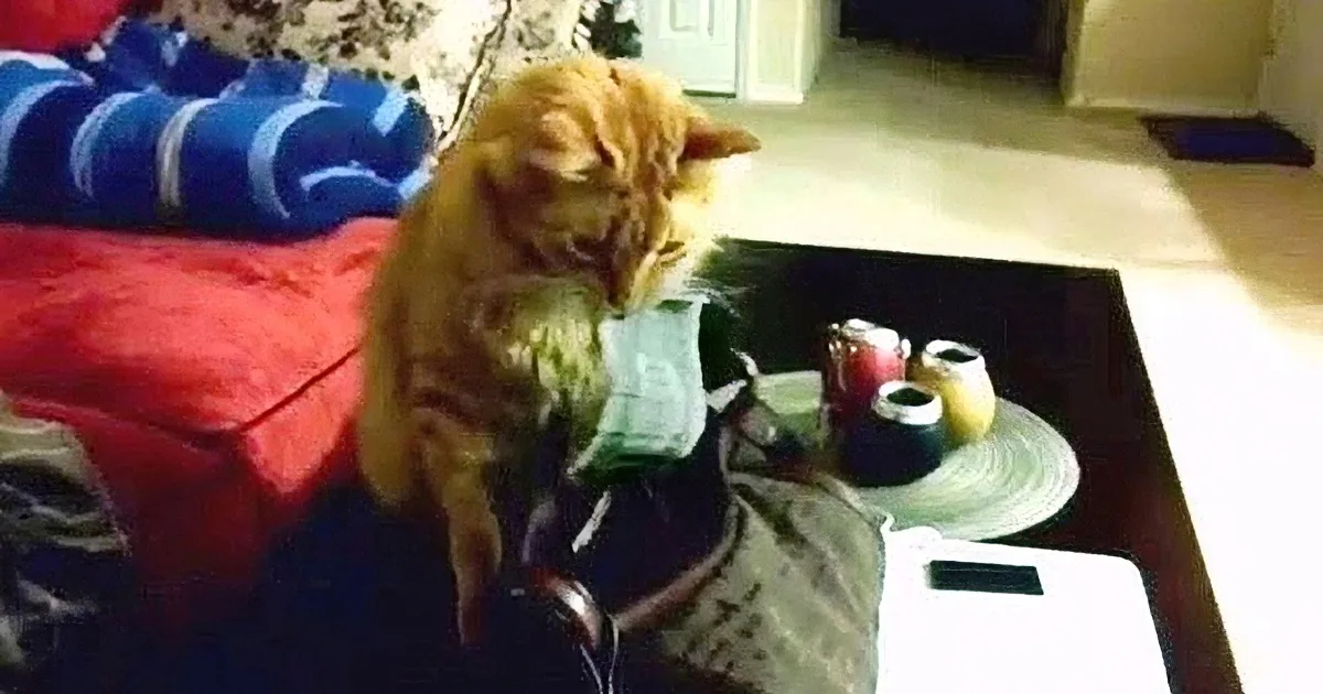 An orange cat sits on a bed, holding a small object in its mouth, with a red blanket and a blue and white striped pillow...
