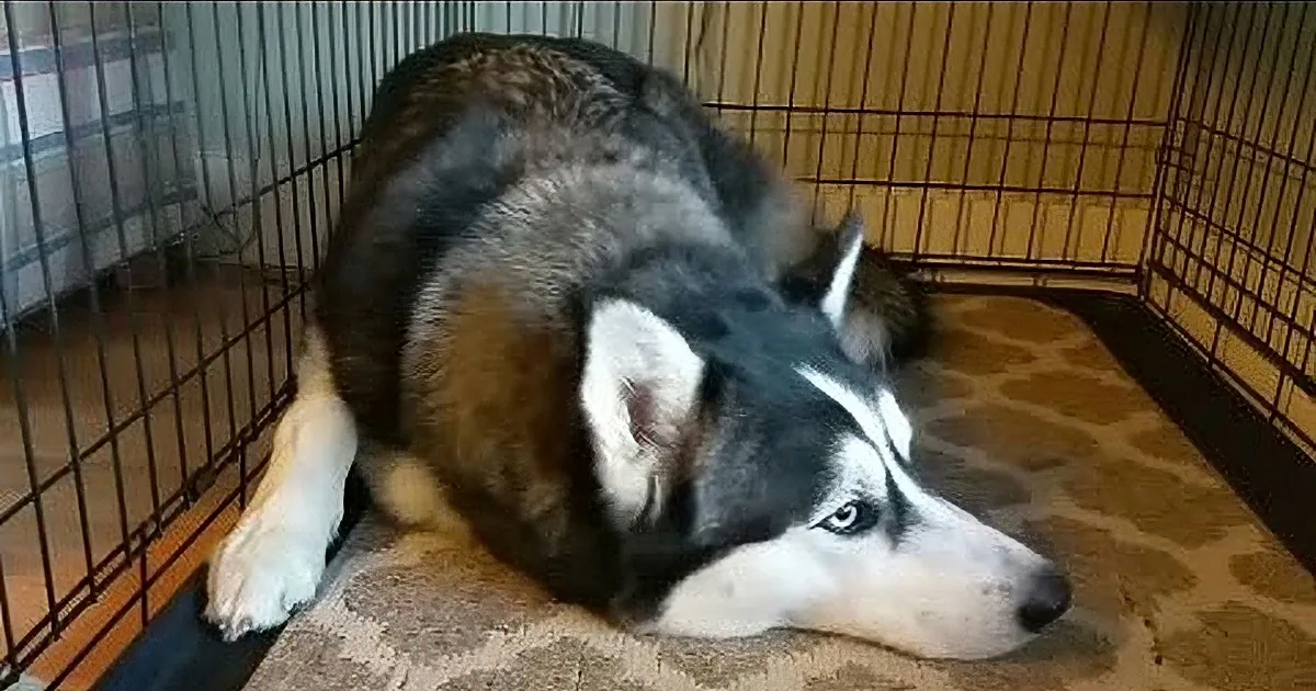 A husky dog is curled up sleeping in a wire crate on a patterned carpet.