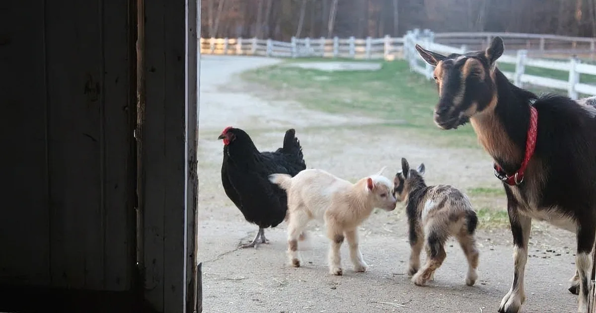A goat wearing a red collar stands near a barn door, with a black chicken and other goats in the background.