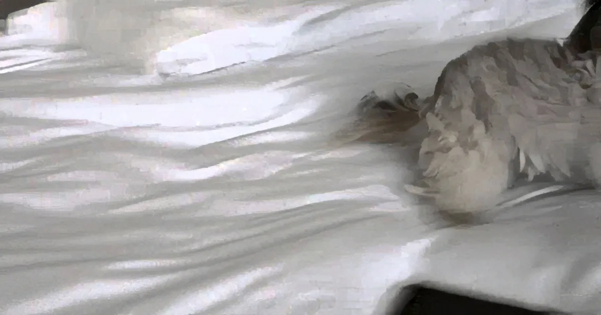 A blurry image of a cat lying on a white, wrinkled surface, possibly a bed.
