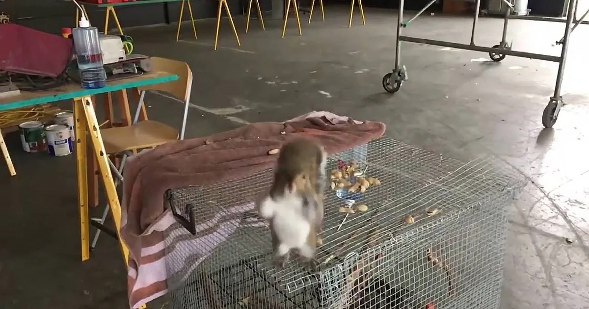 Two small monkeys are climbing on a metal cage in a room with various objects and furniture.