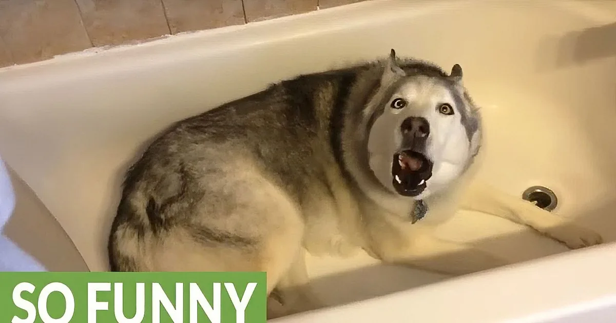 A husky dog is sitting in a bathtub, looking surprised with its mouth open.