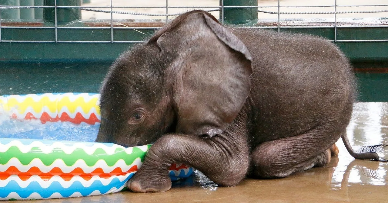 A baby elephant rests on a colorful inflatable ring in a wet enclosure.