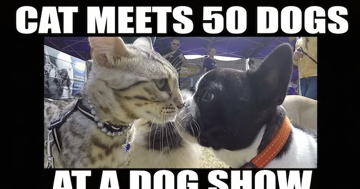 Friendly Cat Sniffs out 50 Cute Dogs at Dog Show.. Brave Little Kitty!