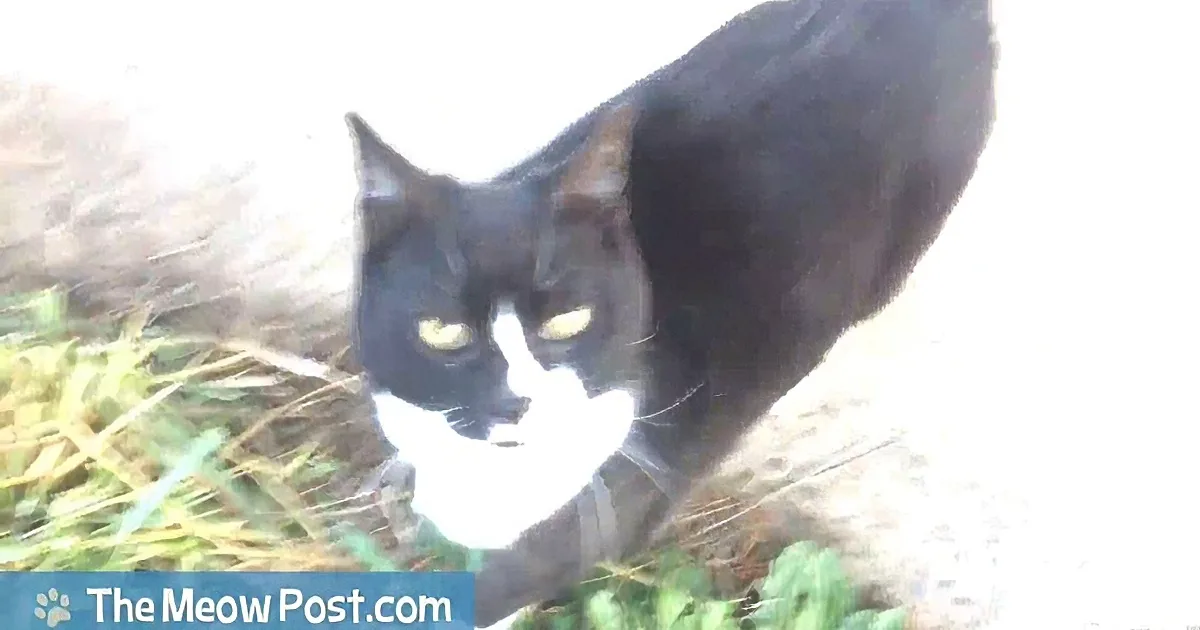 A black and white cat with striking yellow eyes is crouched low, seemingly hunting or exploring grass.