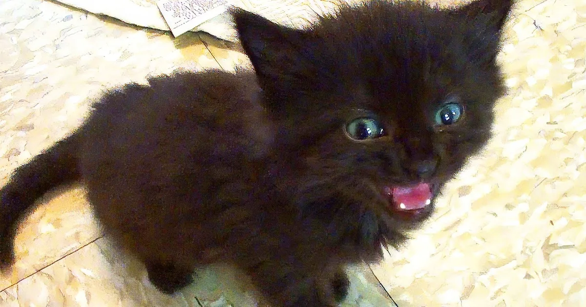 A fluffy black kitten with wide eyes and a pink tongue lies on a light-colored surface.