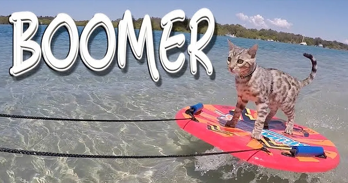 A cat named Boomer is balancing on a surfboard in shallow water, with a rope nearby.