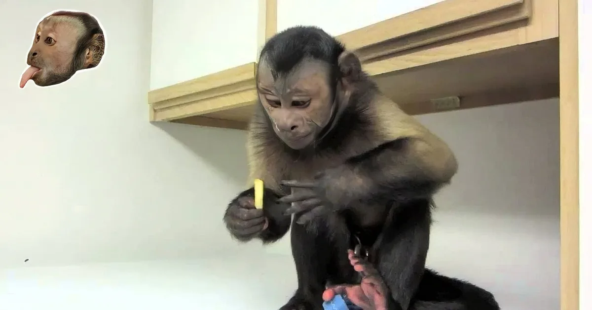 A capuchin monkey sits on a shelf, holding a yellow object, with a smaller monkey head image in the top left corner.