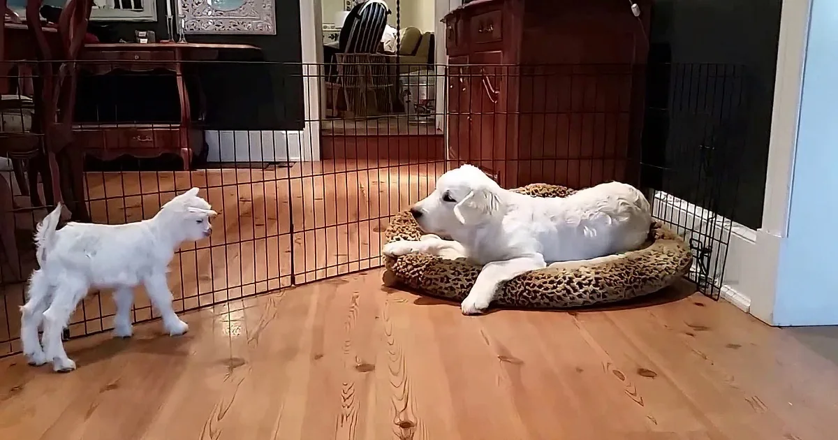 Two white puppies play near a resting white puppy in a cozy indoor setting with a wooden floor and a wire playpen.