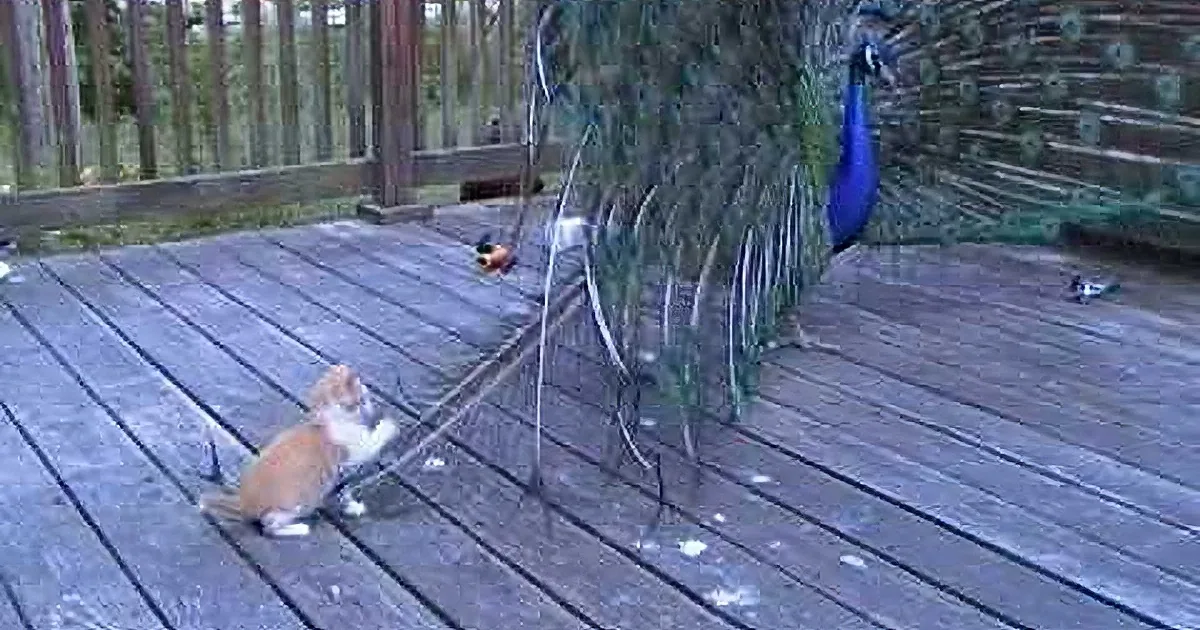 A peacock and a kitten are on a wooden deck, facing each other, with the peacock's tail feathers partially visible.