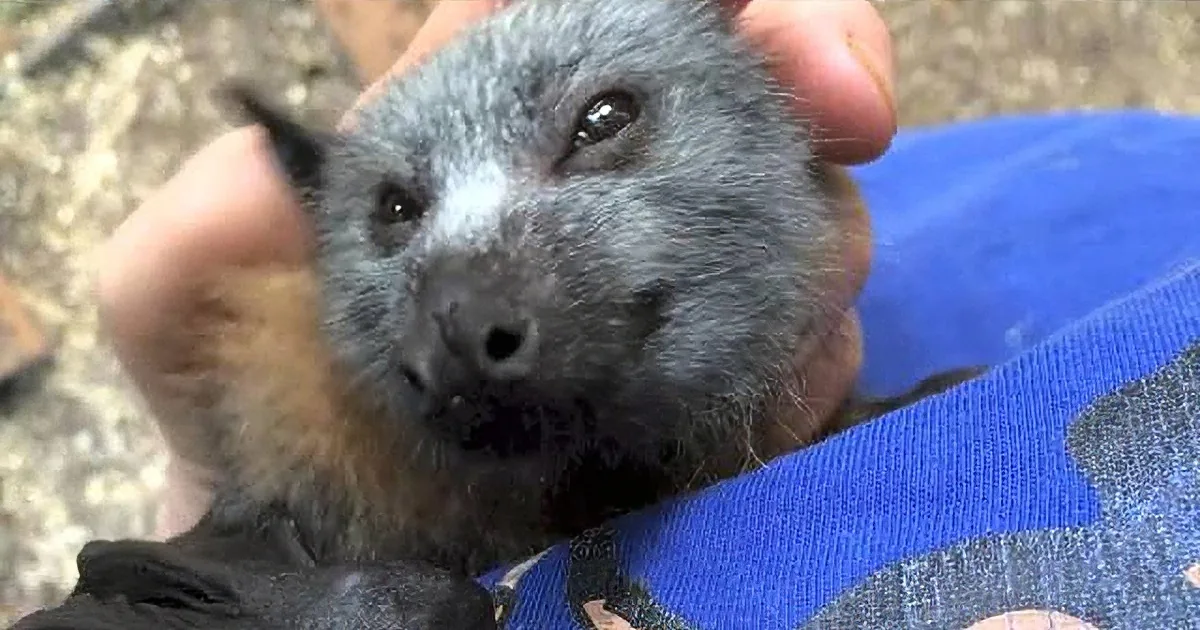 A close-up of a bat being held by a person, with its head tilted back, showing its eyes and nose.