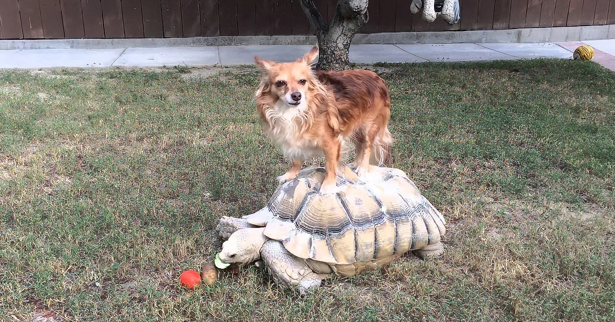A dog stands on a tortoise in a grassy yard, surrounded by toys.