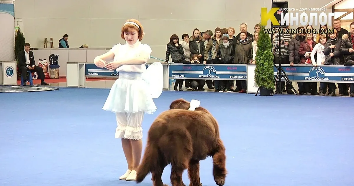 A woman in a white dress stands on a blue carpet with a dog, both wearing white outfits, at a dog show.