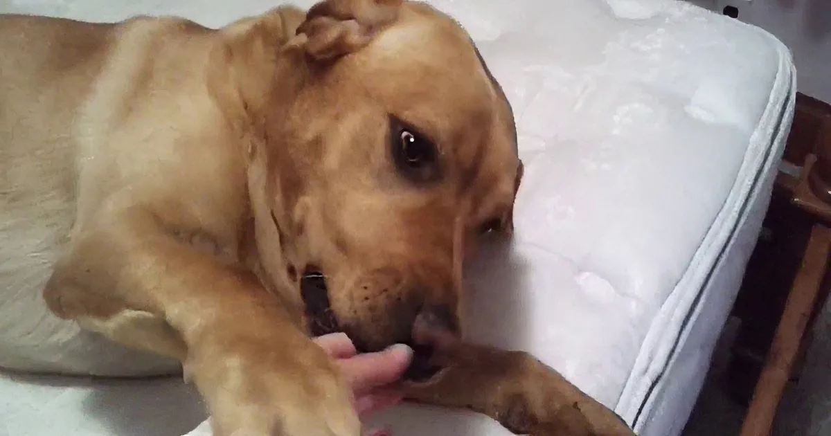 A light brown dog is lying on a white mattress, holding a dark object in its mouth and paw.
