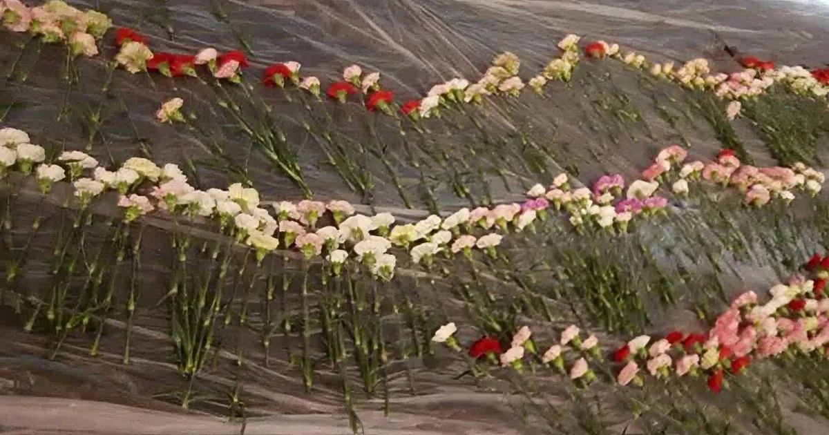 A vibrant display of carnations in various colors arranged in a pattern on a textured surface.