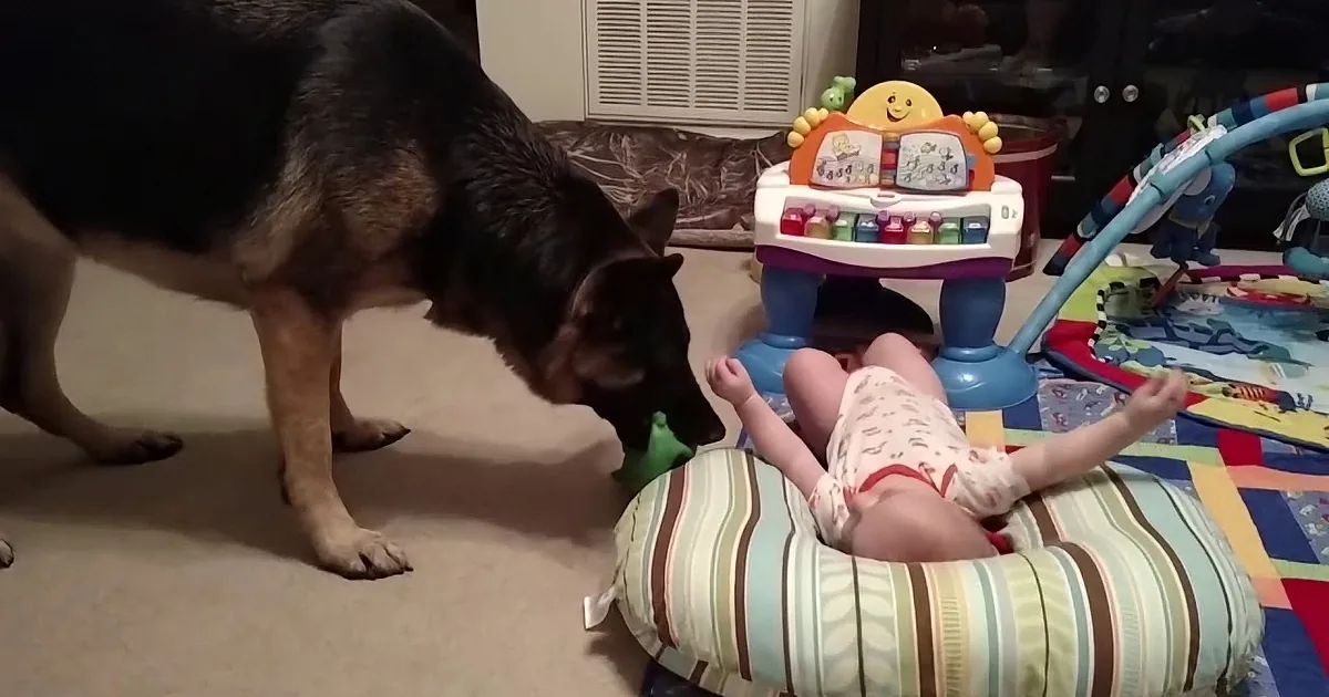 A German Shepherd dog sniffs a baby's foot while a person holds the baby's hand.