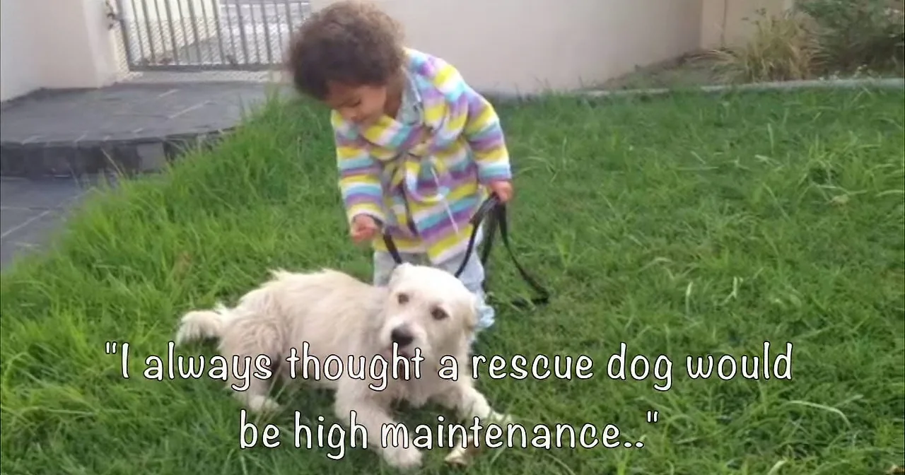 A child in a striped sweater plays with a white dog on a leash in a grassy yard.