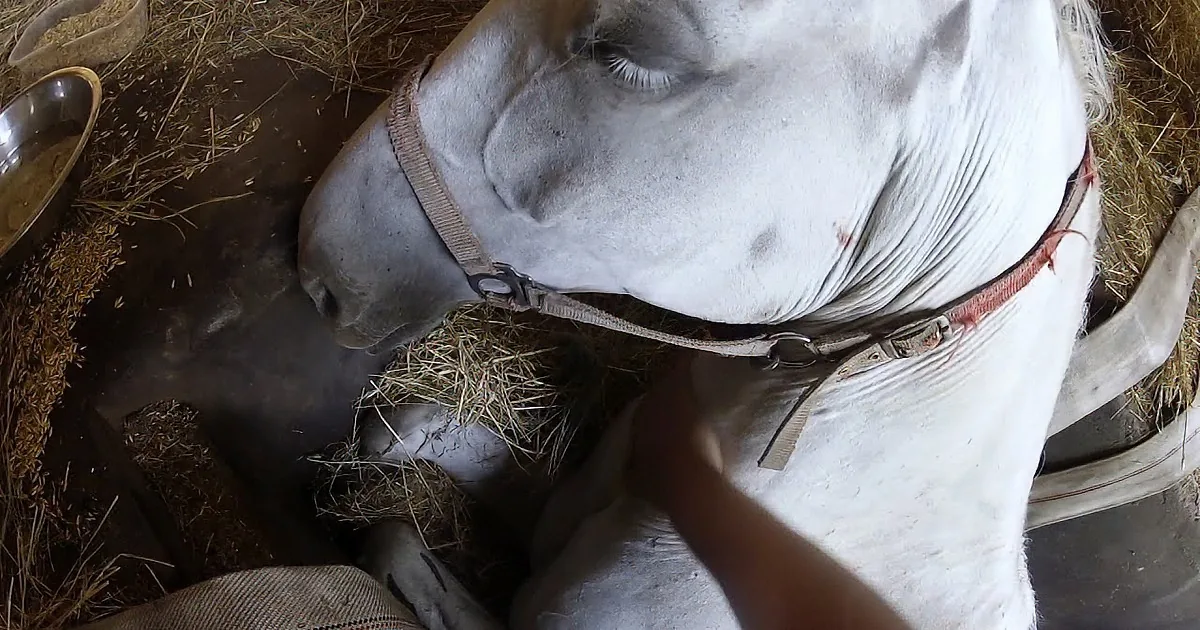 A white cow with a harness is lying down, surrounded by hay and a bowl of grain.