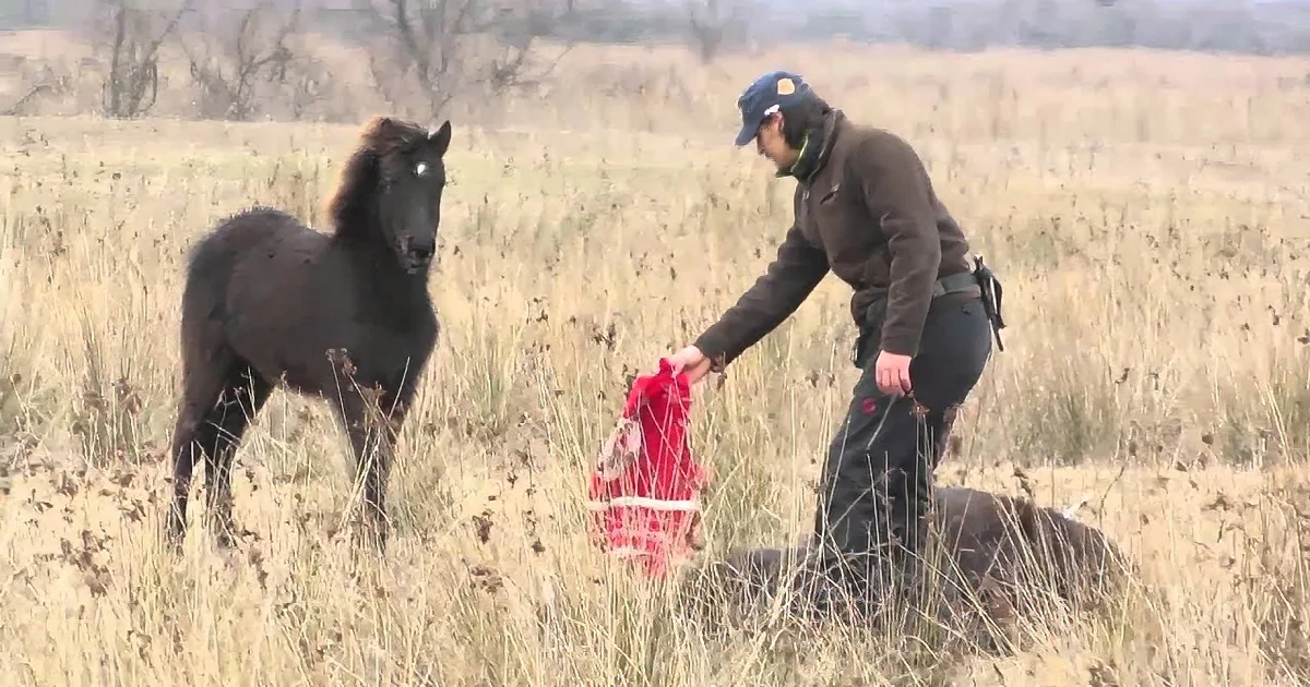 Horse Has an Unusual Way to Thank Her Savior, Wow!