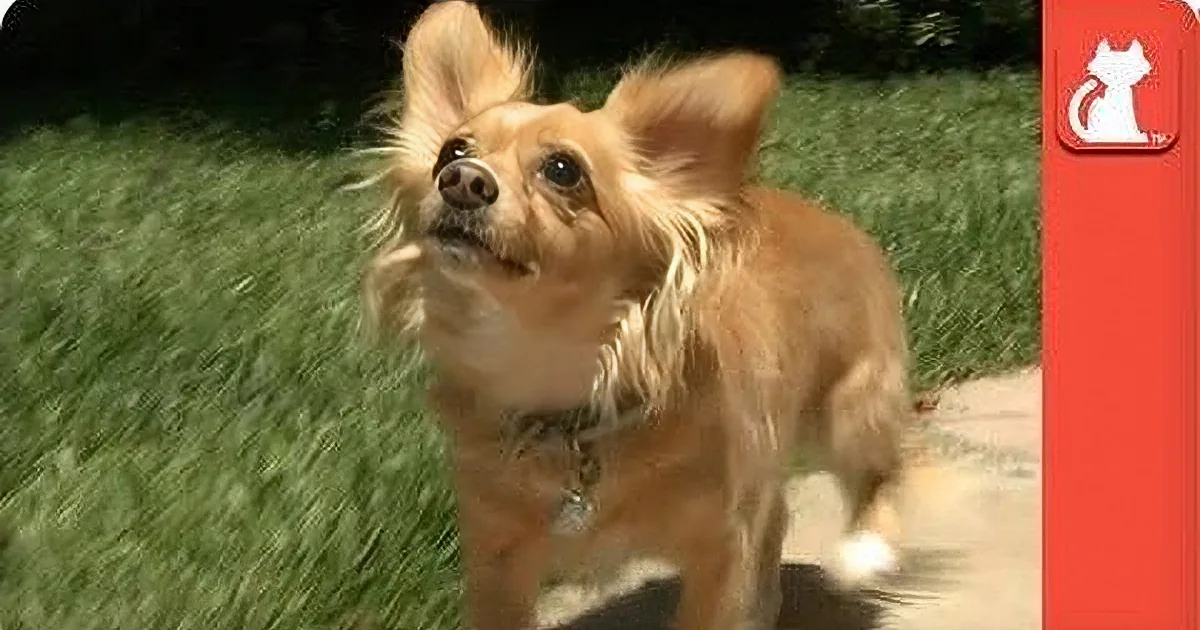 A small, fluffy dog with a collar stands on grass, looking up.