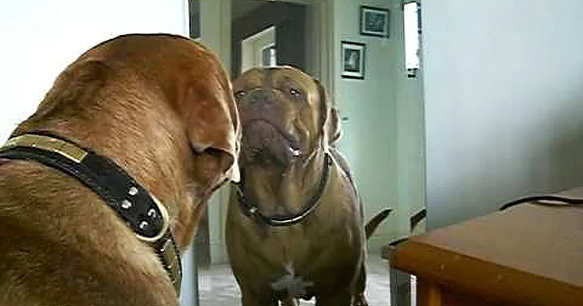 A dog wearing a collar looks at its reflection in a mirror, with a table and chairs visible in the background.
