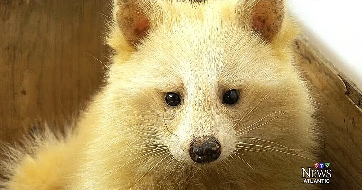 Where Does This Unusual Blond Racoon Show Up?