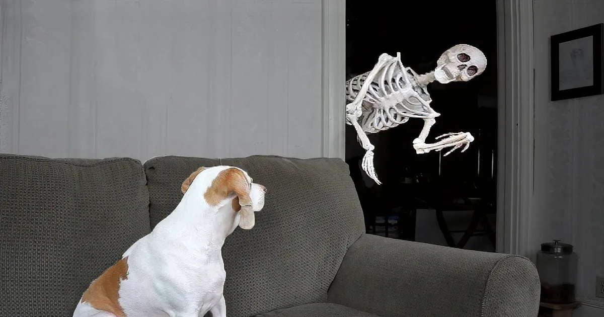 A dog sits on a couch, facing a skeleton that appears to be floating in the air.