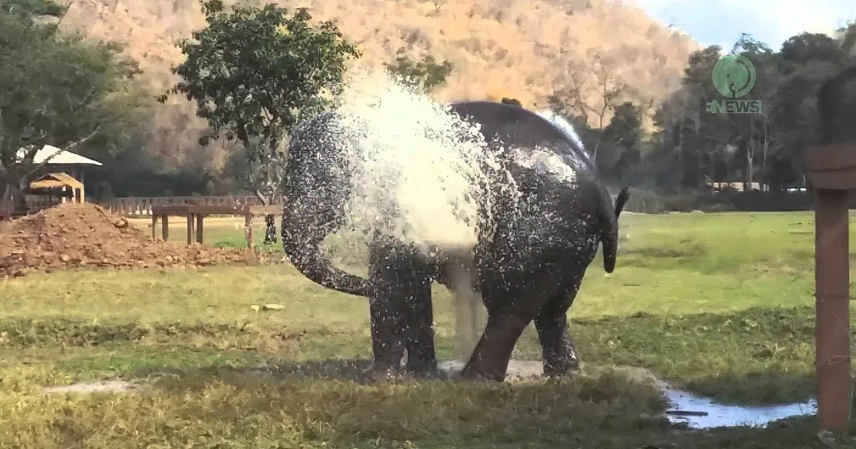 An elephant sprays water in a grassy field with trees and hills in the background.