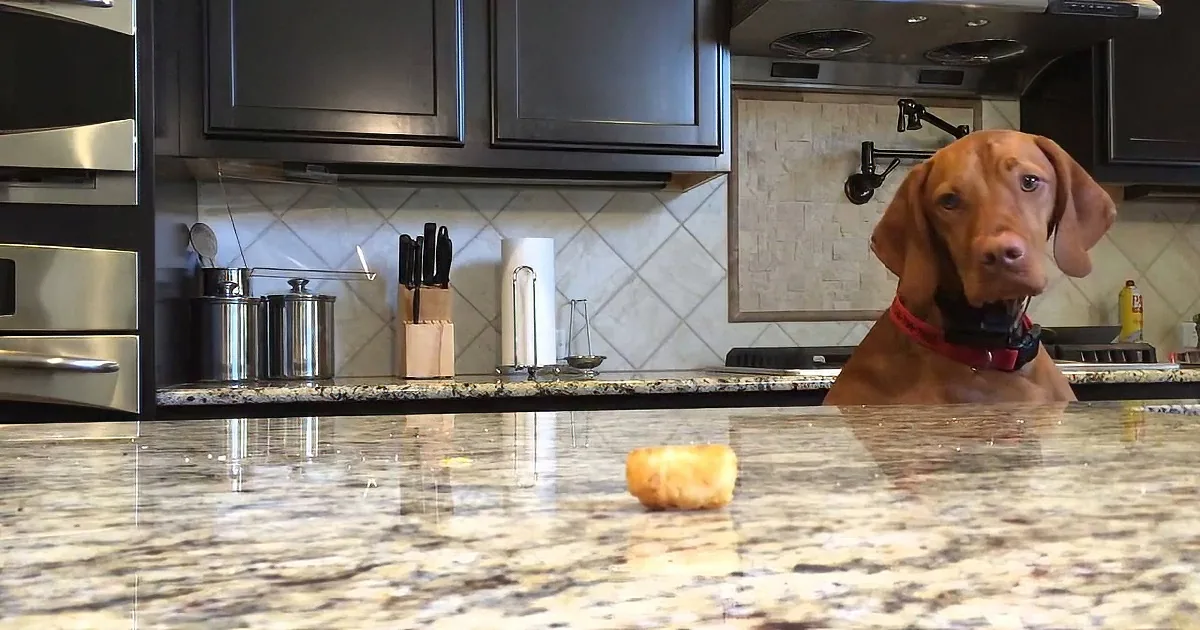 A curious dog wearing a red collar sits behind a granite kitchen counter, looking at something off-camera.