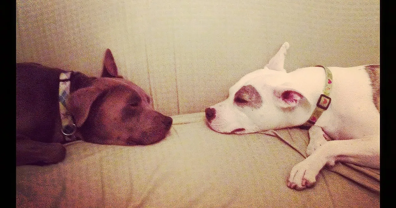 Two dogs, one black and one white, are lying on a bed, facing each other, appearing to interact.
