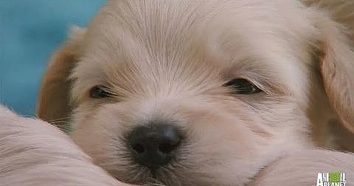 A close-up of a fluffy, light-colored puppy resting on a soft surface.