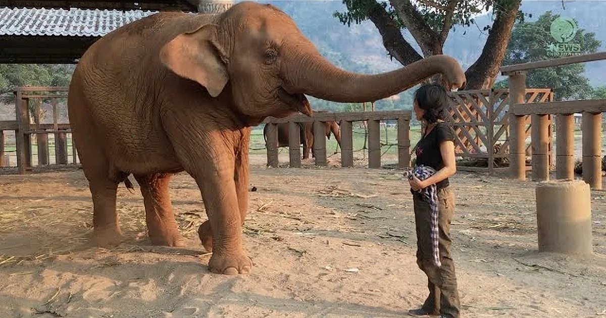A large elephant stands near a person in a fenced area with a structure in the background.