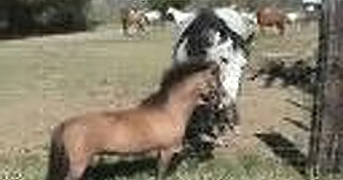 A brown horse with a white stripe on its face is standing near a wooden fence, surrounded by other horses and a grassy field.