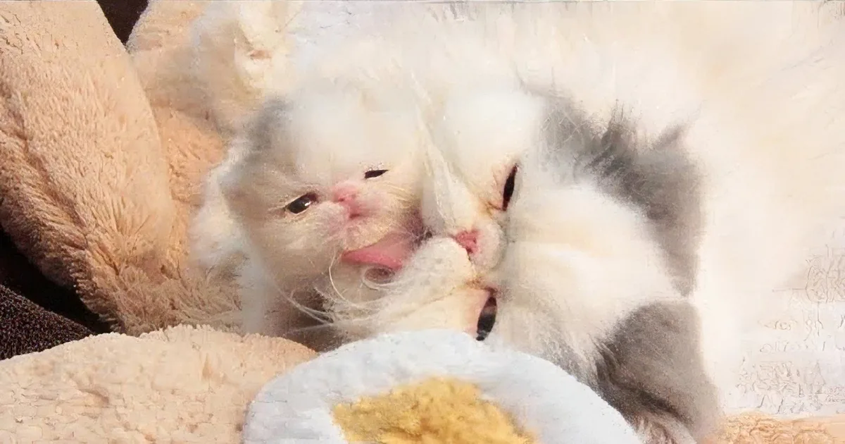 A fluffy white kitten with dark eyes and pink nose sits on a pink and gray puzzle mat near a beige stuffed animal.