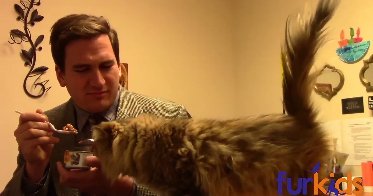A man in a suit holds a small container, feeding a fluffy cat with a raised tail.