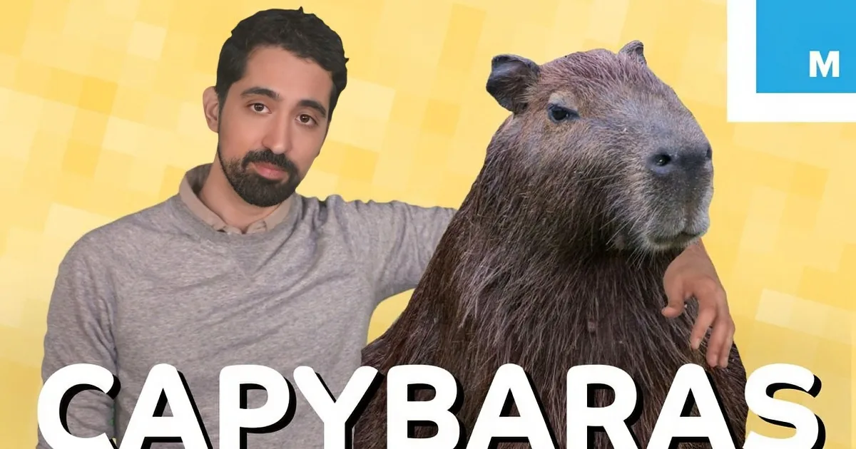 A man in a gray shirt is holding a capybara in front of a yellow background with the word "Capybaras" below.